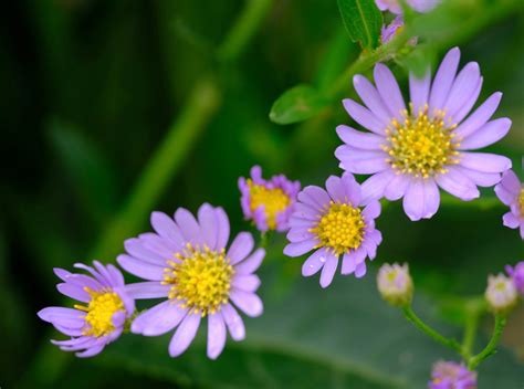 花醜|紫苑（シオン）の花言葉の由来・意味・誕生花